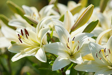 lys-fleuriste-carbonne