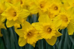 Gros plan de jonquilles jaunes éclatantes, les trompettes centrales ondulées, émergeant d'un feuillage vert foncé en arrière-plan flou, symbole du printemps.
